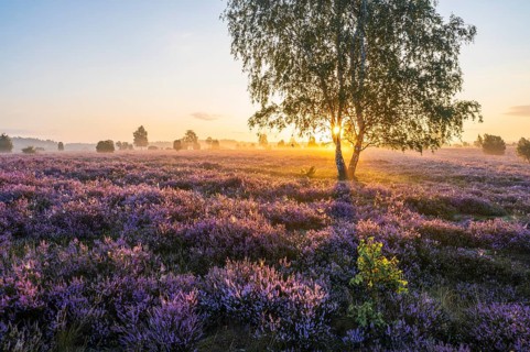 Heath landscape, flowering heather (Calluna vulgaris), birch (Betula), backlit at sunrise, morning