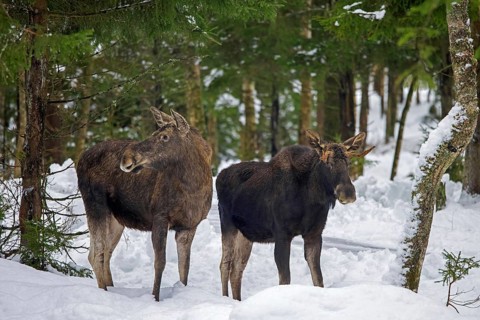 Moose, elk (Alces alces) cow, female with young bull foraging in the snow in coniferous forest with