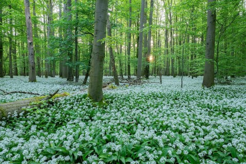 Near-natural deciduous forest with flowering wild garlic (Allium ursinum), sun star, Hainich