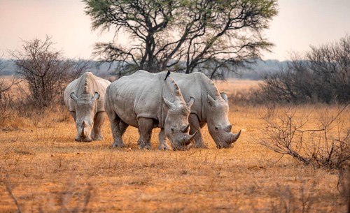 Southern white rhinoceros (Ceratotherium simum simum), three rhinos grazing in the evening light,