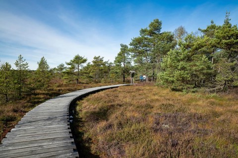 Plank path through the Black Moor, Scots pines (Pinus sylvestris), blue sky, near Fladungen,
