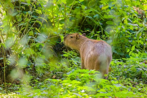 A (greater) capybara (Hydrochoerus hydrochaeris) searches for food in the dense riparian vegetation