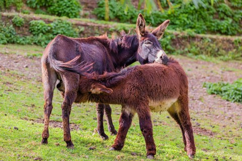 A female domestic donkey, Equus (africanus) asinus nurses her young on a green paddock