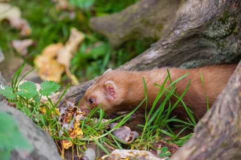 A male ferret (Mustela putorius furo) stands between dead roots of trees, searching for food
