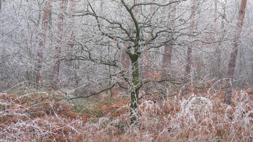 View of a tree frozen with hoarfrost in the forest, landscape photo, nature photo, flora, fauna,