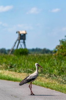 White stork (Ciconia ciconia) crossing a country road in the Szczecin Lagoon nature park Park,
