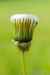 Withered dandelion (Taraxacum), in front of the dandelion opens, the seed head is like a soft brush