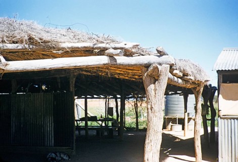Melbourne Grammar School expedition, Northern Territory, Australia, 1956, Curtin Springs cattle