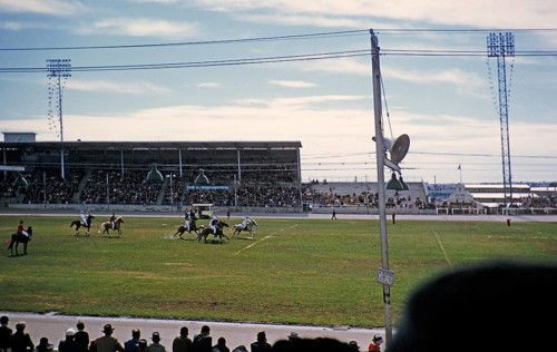 Polo equestrian match in a stadium, Melbourne, Victoria, Australia, 1956, Oceania