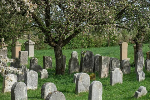 Flowering cherry trees (Prunus avium) in the Jewish cemetery, laid out in 1734, last burial in