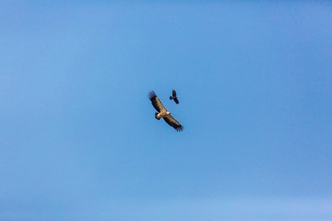 A griffon vulture (Gyps fulvus) and a crow share the airspace