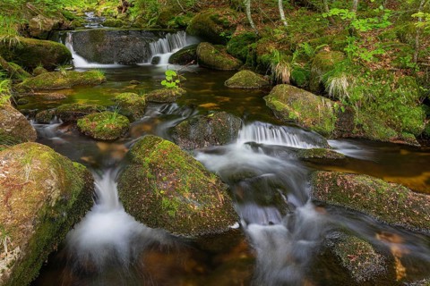 Kleine Ohe creek below Waldhaeuser village in the Bavarian Forest Nationalpark. Flowing water,