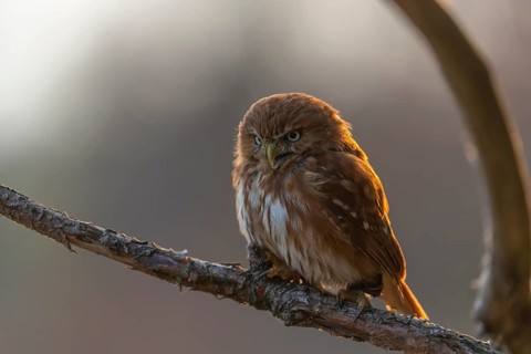 One East Brazilian pygmy owl (Glaucidium minutissimum), also known as least pygmy-owl or Sick's
