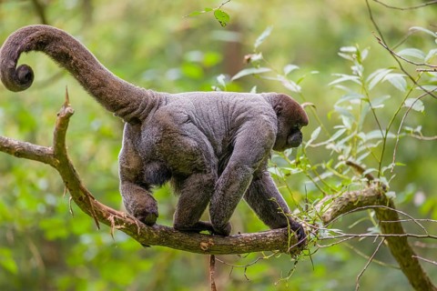 A common woolly monkey, brown woolly monkey, or Humboldt's woolly monkey (3) (Lagothrix