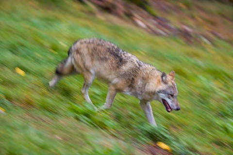 One eurasian gray wolf (Canis lupus lupus) running over a green meadow in an open forest. Motion
