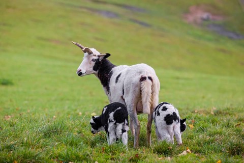 A female Jacob sheep (Ovis ammon F. aries) with two lambs