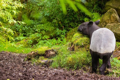 A Malayan tapir (Acrocodia indica) stands in a small clearing looking for food