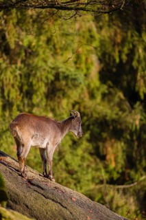 A female Himalayan tahr (Hemitragus jemlahicus) stands on a steep rocky slope. In the background is