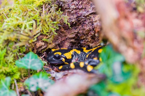 A fire salamander (Salamandra salamandra) walks across a mossy forest floor on a rainy day. The