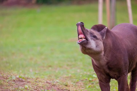 A South American tapir (Tapirus terrestris) stands flehming on a clearing