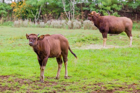 A female Gaur (Bos gaurus gaurus) and a calf stand on a green meadow