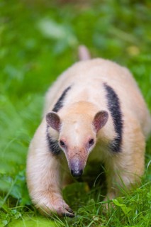 One southern tamandua (Tamandua tetradactyla), walks through dense undergrowth of a forest