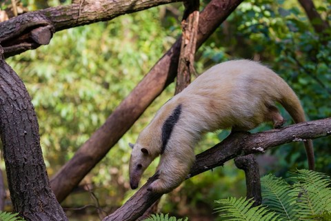One southern tamandua (Tamandua tetradactyla), climbs down a tree in a forest