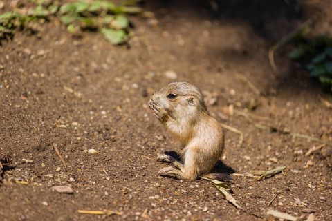 A black-tailed prairie dog cub (2 weeks old) (Cynomys ludovicianus) sits on sandy terrain on a