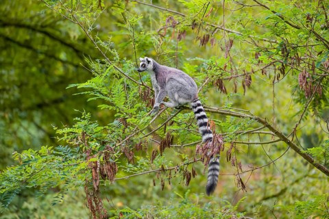 A ring-tailed lemur (Lemur catta) stands high up on a branch of tree with fresh green leafs