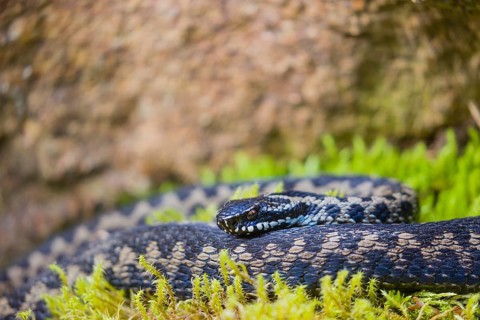 One Vipera berus, the common European adder or common European viper, creeps over moss and rocks