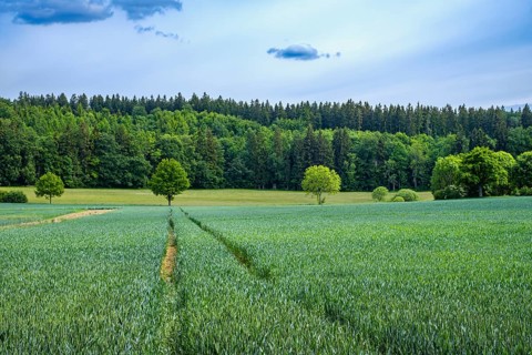Agricultural landscape with ripening grain field on the Swabian Alb near Würtingen, St. Johann,