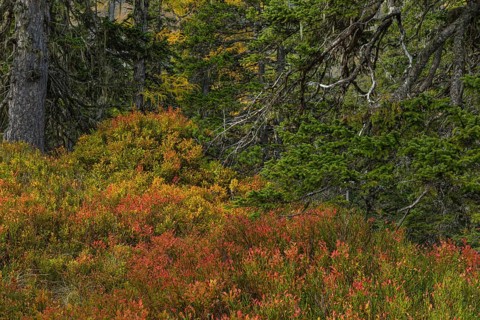 View of an autumnal virgin forest with small ponds, dead trees and heather. Hohe Tauern NP, Kolm