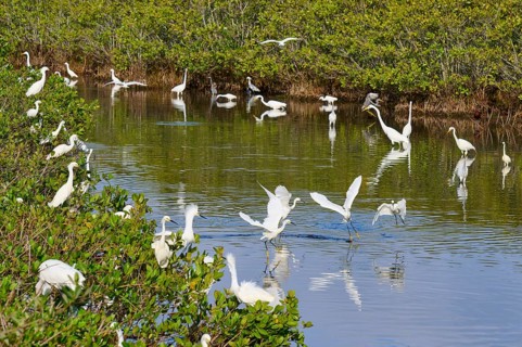 Great Egret (Egretta alba), Great White Egret (Egretta thula), group of birds gathering in a green
