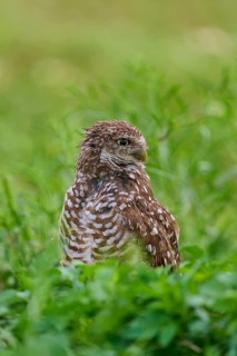 Burrowing owl (Speotyto cunicularia), sitting in a meadow, Pembroke Pines, Florida, USA, North