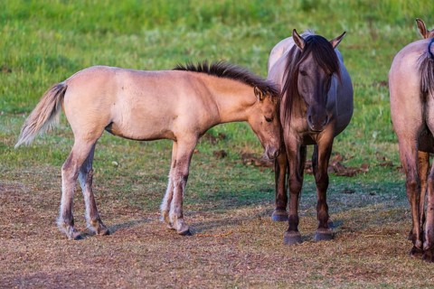 A herd of tarpans (Equus ferus) stands in a clearing in the Masuria tarpan horse reserve, belonging