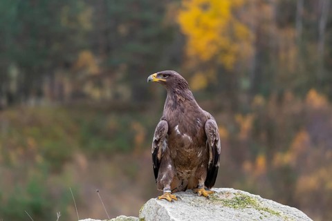 One steppe eagle, Aquila nipalensis, sits on a rock in front of an autumnal coloured forest