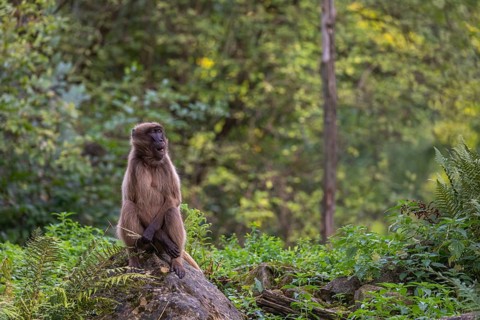 Portrait of an adult female Gelada (Theropithecus gelada), or bleeding-heart monkey, resting on a