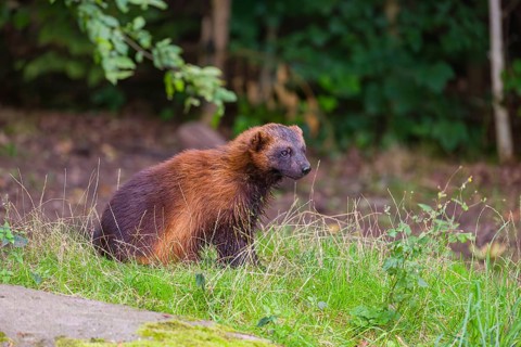 A wolverine (Gulo gulo) sits on a green meadow at a forest edge