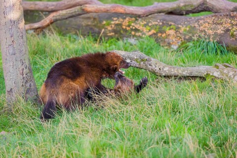 Two wolverine (Gulo gulo) fight each other on a green meadow at a forest edge