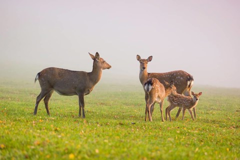 Two female sambar deer with two fawns (Rusa unicolor) standing in a meadow in dense fog