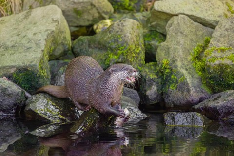 An oriental small-clawed otter or Asian small-clawed otter (Aonyx cinerea) stands on a rocky shore