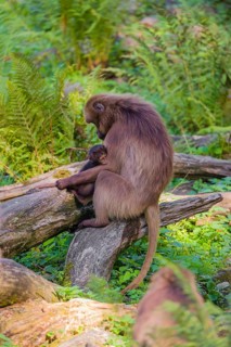 One female Gelada (Theropithecus gelada), or bleeding-heart monkey nurses her baby. A green forest