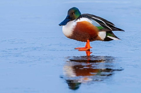 Northern shoveler (Spatula clypeata, Anas clypeata) adult male, drake resting on ice of frozen pond
