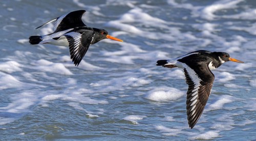 Two common pied oystercatchers, Eurasian oystercatcher (Haematopus ostralegus) flying over sea