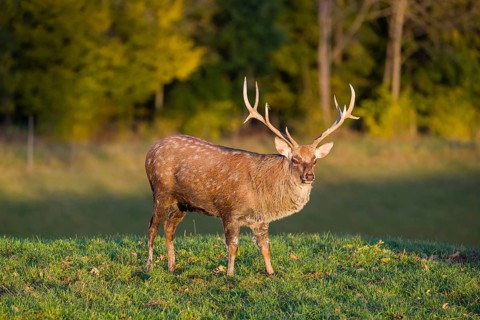 One Dybowski stag (Cervus nippon hortulorum) stands on a green meadow at sunrise