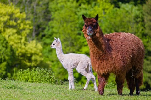 One brown female Alpaca (Vicugna pacos) stands with her young on a fresh green meadow . A green