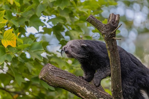 One binturong (Arctictis binturong), or bearcat balancing over branches framed by green leafs