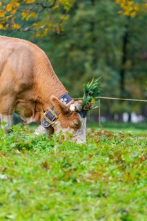 Cow with decorated horns and a large bell on a pasture, Lauterbrunnen, Switzerland, Europe