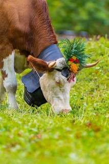 Cow on a pasture with flower-decorated horns and a bell around its neck, Lauterbrunnen,