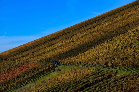 vineyard, vines, grapevines, winegrowing, autumn colouring, autumn, graphic, Strümpfelbach,
